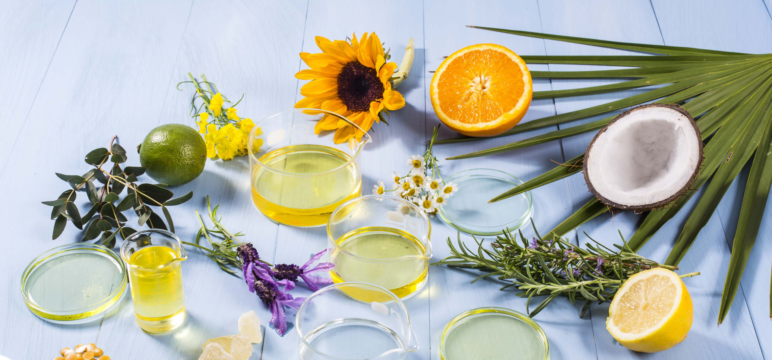 Verschiedene Glasschalen gefüllt mit gelbem Öl sind umgeben von Zitrusfrüchten, Kräutern, Blüten, einer Kokosnusshälfte und grünen Blättern auf einer blauen Holzoberfläche.