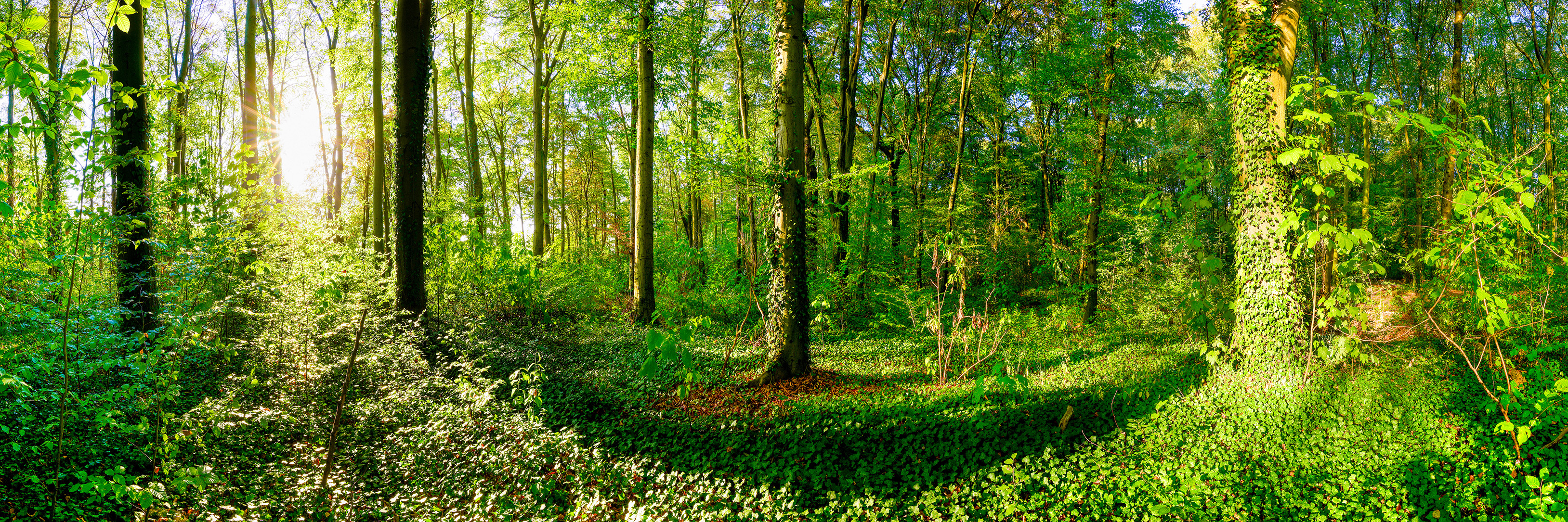 Ein üppiger, grüner, sonnendurchfluteter Wald mit hohen Bäumen, dichtem Laub und Sonnenflecken, die gesprenkelte Muster auf dem belaubten Boden erzeugen.