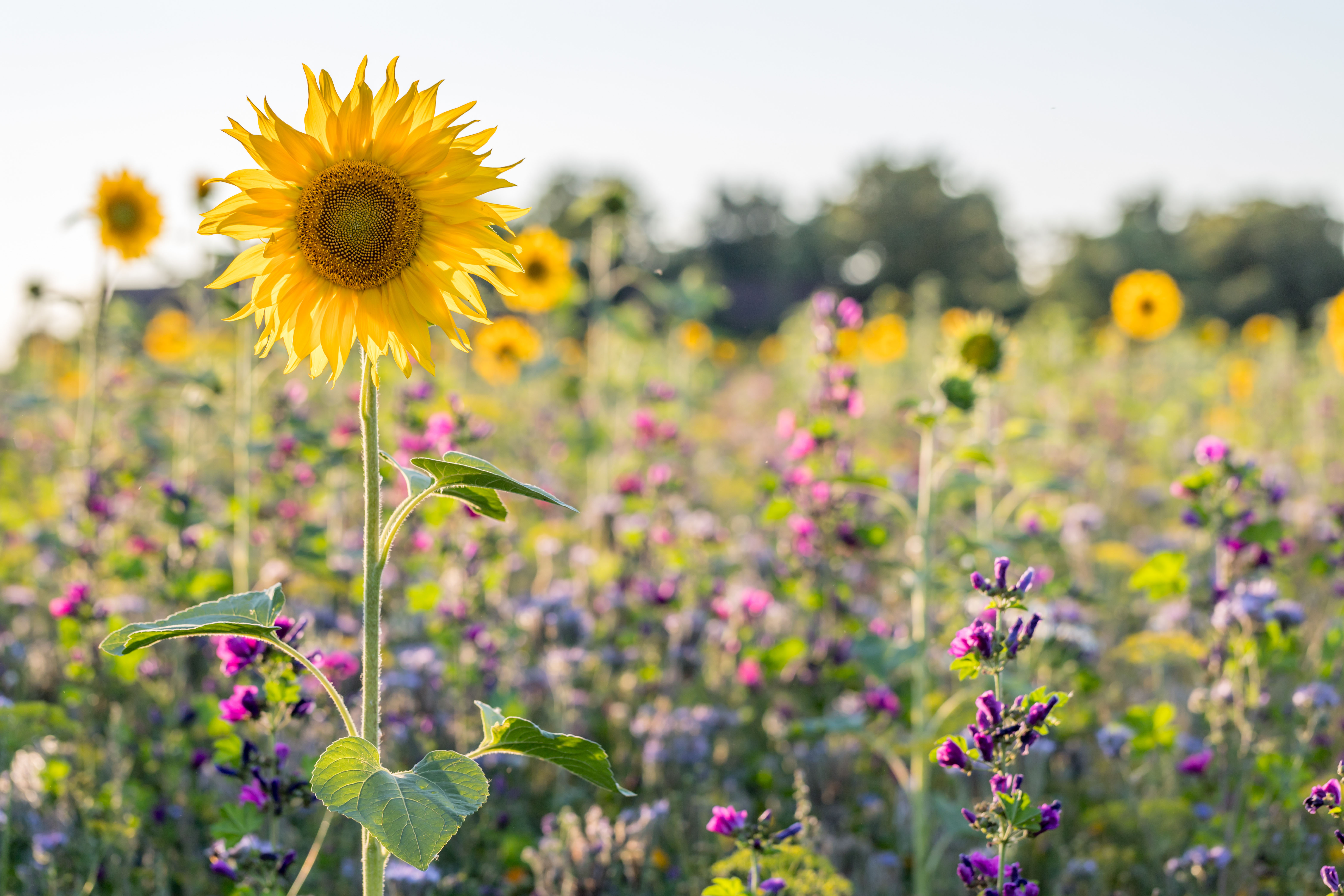 Eine leuchtend gelbe Sonnenblume steht hoch auf einem Feld voller violetter und rosa Wildblumen unter einem klaren blauen Himmel. Im unscharfen Hintergrund sind weitere Sonnenblumen und Bäume zu sehen.